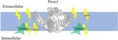 Cholesterol regulation of mechanosensitive ion channels